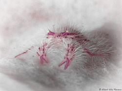 Hairy Squat Lobster (Over Exposure) by Albert Sáiz Tezanos 